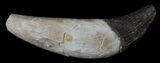 Archaeocete (Primitive Whale) Tooth - Basilosaur #36132-1